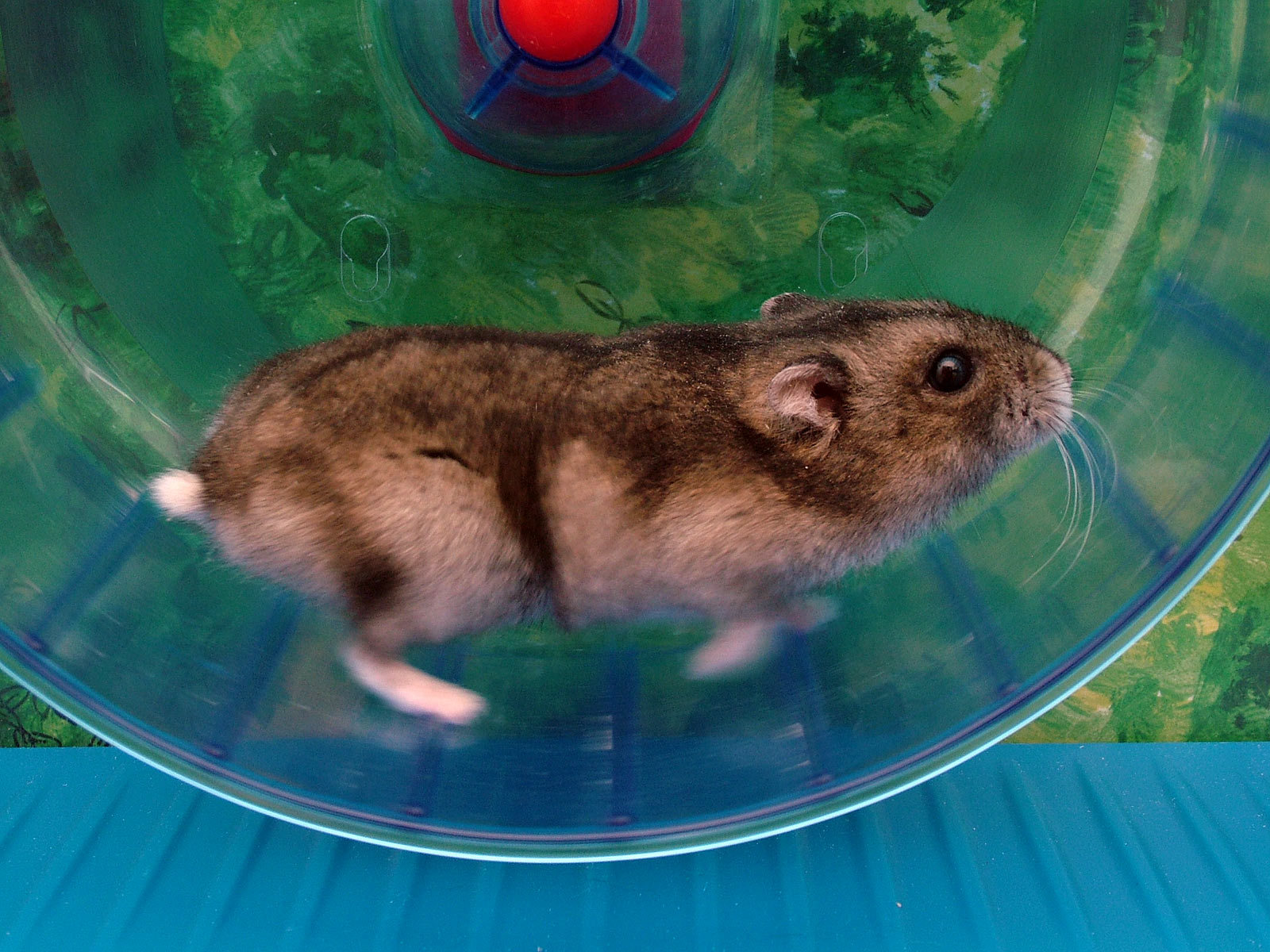 Photo of a hamster on a running wheel