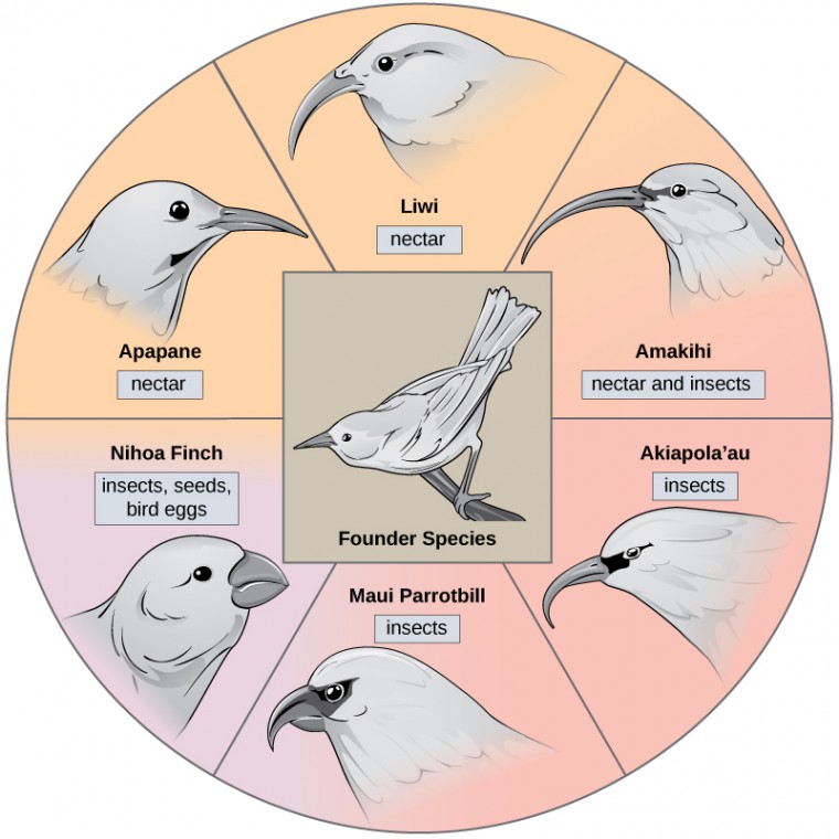 The illustration shows a wheel with the founder species at the hub. The spokes of the wheel are six modern honeycreeper species that evolved from the founder species. Five of these birds eat insects and/or nectar and have long, thick beaks: the Apapane, Liwi, Amakihi, Akiapola’au and Maui Parrotbill. The Nihoa Finch has a short, fat beak and eats insects, seeds, and bird eggs.