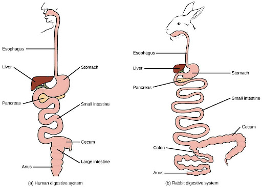 (a) Humans and herbivores, such as the (b) rabbit, have a monogastric digestive system. However, in the rabbit the small intestine and cecum are enlarged to allow more time to digest plant material. The enlarged organ provides more surface area for absorption of nutrients. Rabbits digest their food twice: the first time food passes through the digestive system, it collects in the cecum, and then it passes as soft feces called cecotrophes. The rabbit re-ingests these cecotrophes to further digest them.