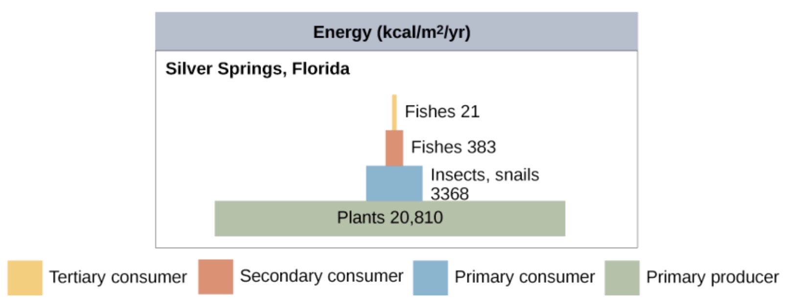 a pyramid diagram of energy in kilocalories per meter squared per year. The energy of plants is 20,810. The energy of primary consumers, including insects and snails, is 3,368. The energy of primary consumer fishes is 383, and the energy of secondary consumer fishes is 21. The energy of decomposers, including fungi and bacteria, is 5,060.