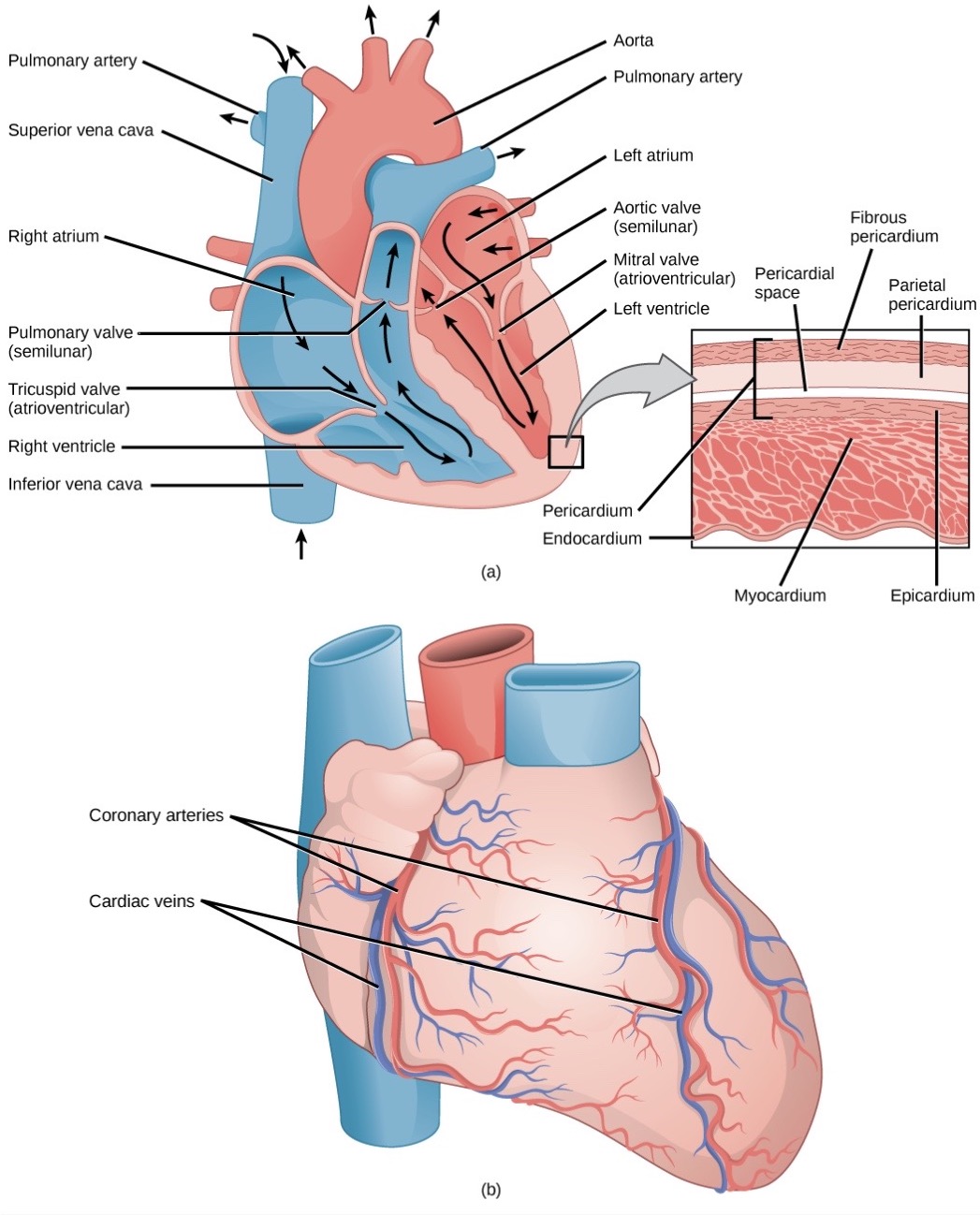 Illustration A shows the parts of the heart. Blood enters the right atrium through an upper, superior vena cava and a lower, inferior vena cava. From the right atrium, blood flows through the funnel-shaped tricuspid valve into the right ventricle. Blood then travels up and through the pulmonary valve into the pulmonary artery. Blood re-enters the heart through the pulmonary veins, and travels down from the left atrium, through the mitral valve, into the right ventricle. Blood then travels up through the aortic valve, into the aorta. The tricuspid and mitral valves are atrioventricular and funnel-shaped. The pulmonary and aortic valves are semilunar and slightly curved. An inset shows a cross section of the heart. The myocardium is the thick muscle layer. The inside of the heart is protected by the endocardium, and the outside is protected by the pericardium. Illustration B shows the outside of the heart. Coronary arteries and coronary veins run from the top down along the right and left sides.