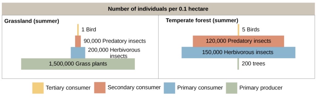 a pyramid diagram of the number of individuals per 0.1 hectare in a summer grassland. There are 1,500,000 grass plants, 200,000 herbivorous insects, 90,000 predatory insects, and 1 bird. Part A: on the right is a pyramid diagram of organisms per 0.1 hectare in a temperate forest. There are 200 trees, 150,000 herbivorous insects, 120,000 predatory insects, and 5 birds.