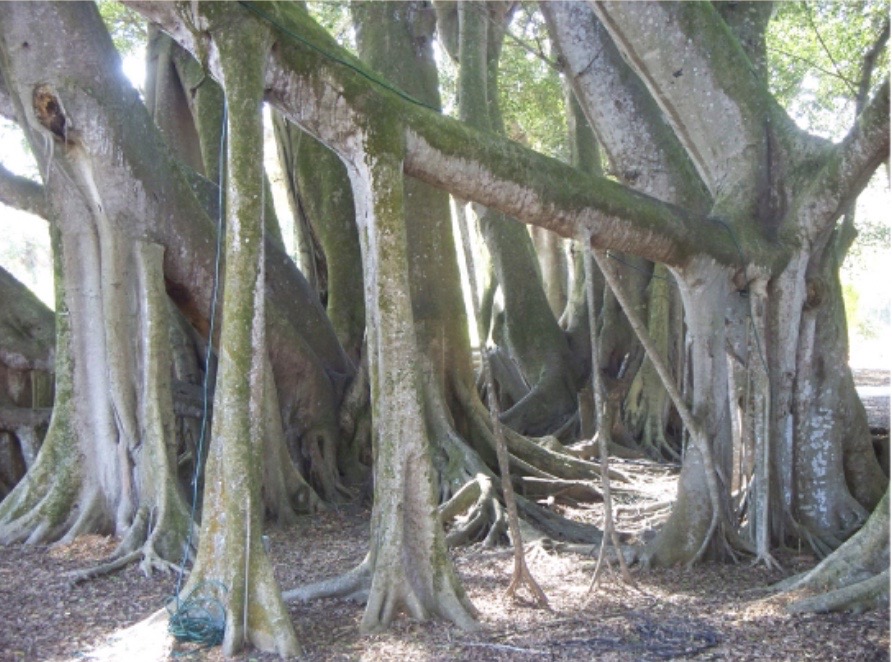 Photo shows a large tree with smaller trunks growing down from its branches.