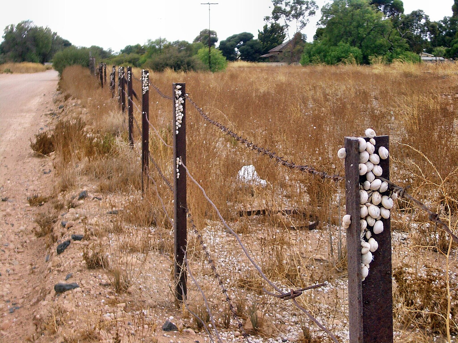 Groups of introduced snails aestivating at the top of fence posts at Kadina, South Australia. (As can be seen in the detail image, the groups are mostly composed of the white garden snail Theba pisana, with some smaller individuals of the pointed snail, Cochlicella acuta.)