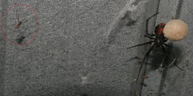 Photo of a female Latrodectus hasselti guarding egg sac in web with male in shot