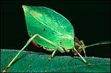 A katydid from Costa Rica with wings that mimic leaves.