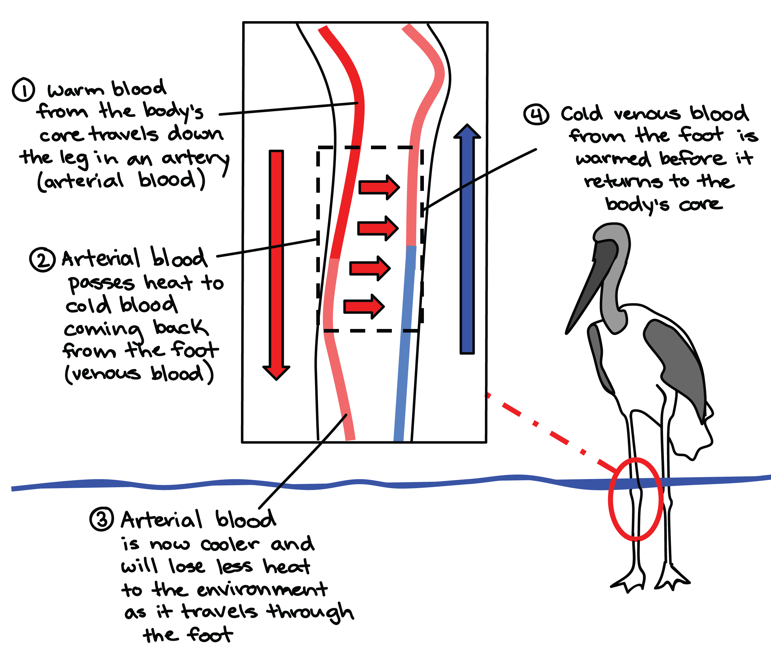 Diagram of blood vessel arrangement in the leg of a wading bird 1. Warm arterial blood from the body's core travels down the leg in an artery. 2. Arterial blood passes heat to cold venous blood coming back from the foot. 3. Arterial blood is now cooler and will lose less heat to the environment as it travels through the foot. 4. Cold venous blood ascending from the foot is warmed before it returns to the body's core.