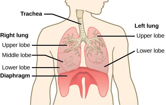 The illustration shows the trachea, which starts at the top of the neck and continues down into the chest, where it branches into the bronchi, which enter the lungs. The left lung has two lobes. The upper lobe is located in front of and above the lower lobe. The right lung has three lobes. The upper lobe is on the top, the lower lobe is on the bottom, and the middle lobe is sandwiched between them. The diaphragm presses against the bottom of the lungs and has the appearance of skin stretched over the top