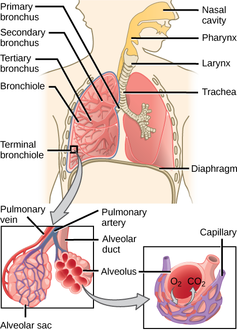 The illustration shows the flow of air through the human respiratory system. The nasal cavity is a wide cavity above and behind the nostrils, and the pharynx is the passageway behind the mouth. The nasal cavity and pharynx join and enter the trachea through the larynx. The larynx is somewhat wider than the trachea and flat. The trachea has concentric, ring-like grooves, giving it a bumpy appearance. The trachea bifurcates into two primary bronchi, which are also grooved. The primary bronchi enter the lung