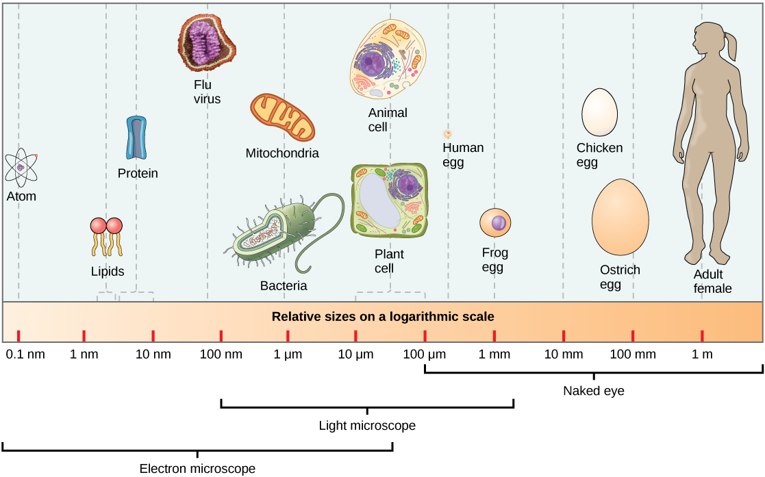 Figure 2 shows the relative sizes of different kinds of cells and cellular components. An adult human is shown for comparison.