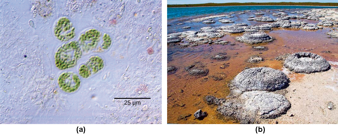 Photo A depicts round colonies of blue-green algae. Each algae cell is about 5 microns across. Photo B depicts round fossil structures called stromatalites along a watery shoreline.