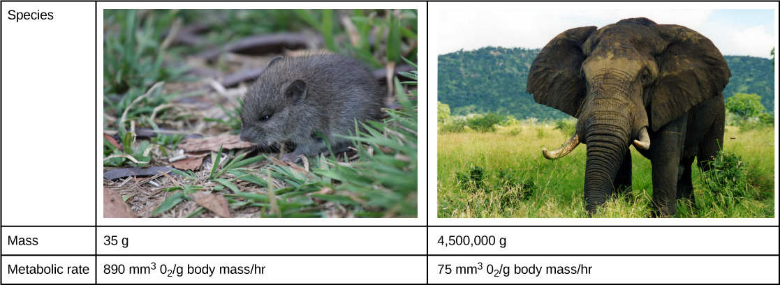 Body size and metabolic rate: The mouse has a much higher metabolic rate than the elephant since it has greater surface area relative to mass.