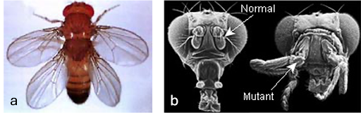 (a) Mutations in the genes that control fruit fly development can cause major morphology changes, such as two pairs of wings instead of one. (b) Another developmental gene mutation can cause fruit flies to have legs where the antennae normally are, as shown in the fly on the right.