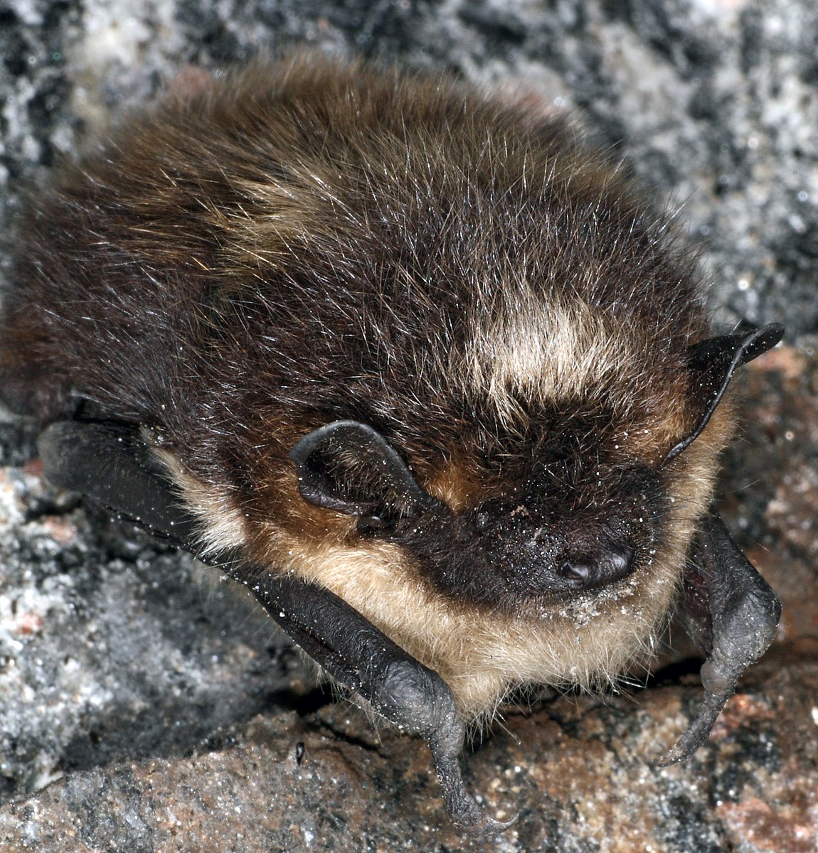 Northern Bat (Eptesicus nilssonii) winter hibernating in Modum, Norway