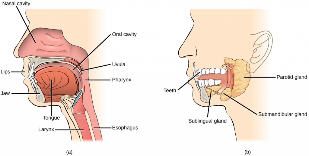 Digestion of food begins in the (a) oral cavity. Food is masticated by teeth and moistened by saliva secreted from the (b) salivary glands. Enzymes in the saliva begin to digest starches and fats. With the help of the tongue, the resulting bolus is moved into the esophagus by swallowing. (credit: modification of work by the National Cancer Institute)