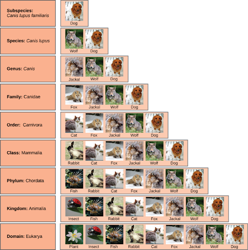 At each sublevel in the taxonomic classification system, organisms become more similar. Dogs and wolves are the same species because they can breed and produce viable offspring, but they are different enough to be classified as different subspecies.