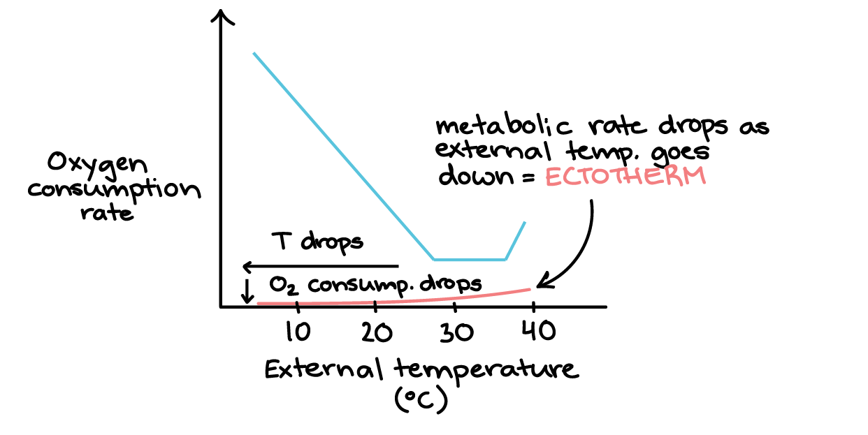 Y axis: oxygen consumption rate X axis: external temperature ranging from 0 to 40 degrees Celsius. Blue curve A: decreases linearly from 5 degrees Celsius to about 28 degrees Celsius, is flat from 28 degrees Celsius to about 37 degrees Celsius, and increases linearly from 37 degrees Celsius to 40 degrees Celsius. Red curve B: Increases slowly and more or less linearly from 5 degrees Celsius to 40 degrees Celsius. The red curve remains below the blue curve at all points on graph. As temperature drops, oxygen consumption—indicating metabolic rate—also drops, so this organism must be an ectotherm.