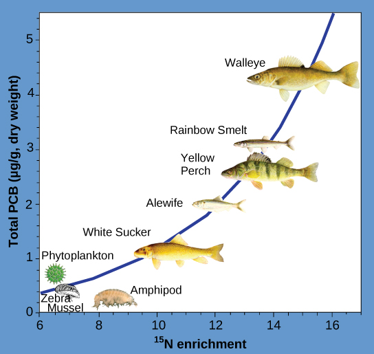 The illustration is a graph that plots total PCBs in micrograms per gram of dry weight versus nitrogen-15 enrichment, shows that PCBs become increasingly concentrated at higher trophic levels. The slope of the graph becomes increasingly steep from phytoplankton (the primary consumer) to walleye (the tertiary consumer).