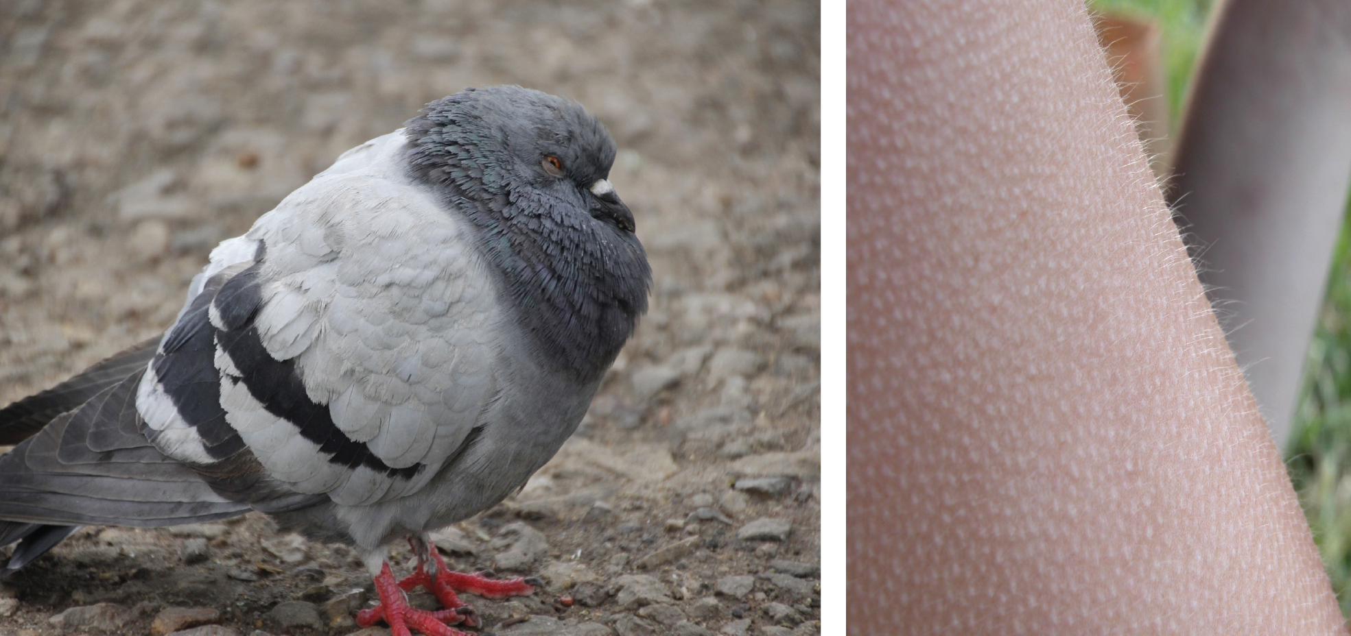 Left, a pigeon fluffs its feathers for warmth; right, human goosebumps are an attempt to increase insulation by trapping air near the skin—but are not very effective due to lack of hair!