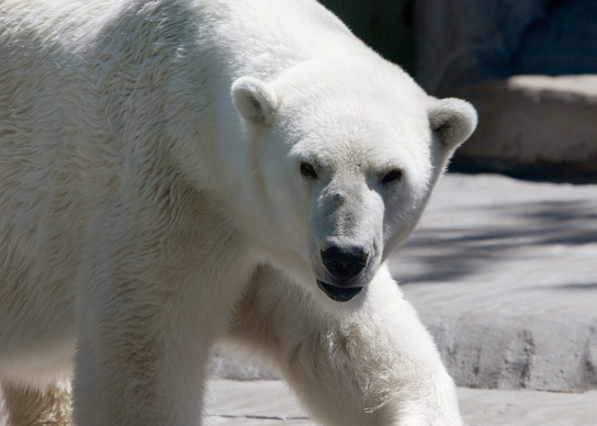 Photo of a polar bear