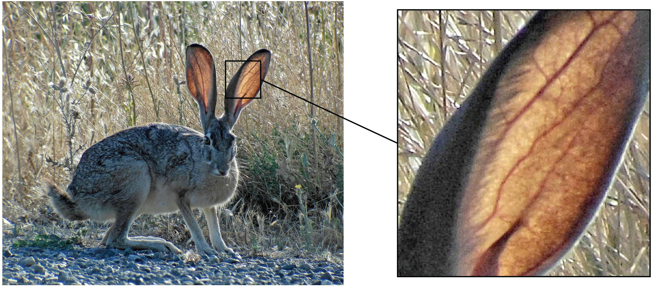 Image of jackrabbit in desert and zoomed-in close-up of rabbit's ear, showing network of blood vessels