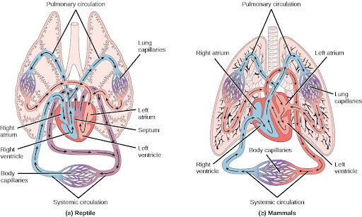 Illustration A shows the circulatory system of reptiles, which have a four-chambered heart. The right and left ventricle are separated by a septum, but there is no septum separating the right and left atrium, so there is some mixing of blood between these two chambers. Blood from systemic circulation enters the right atrium, then flows from the right ventricle and enters pulmonary circulation, where blood is oxygenated in the lungs. From the lungs blood travels back into the heart through the left atrium. Because the left and right atrium are not separated, some mixing of oxygenated and deoxygenated blood occurs. Blood is pumped into the left ventricle, then into the body. Illustration B shows the circulatory system of mammals, which have a four-chambered heart. Circulation is similar to that of reptiles, but the four chambers are completely separate from one another, which improves efficiency.