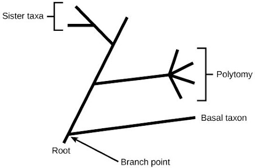 The root of a phylogenetic tree indicates that an ancestral lineage gave rise to all organisms on the tree. A branch point indicates where two lineages diverged. A lineage that evolved early and remains unbranched is a basal taxon. When two lineages stem from the same branch point, they are sister taxa. A branch with more than two lineages is a polytomy.