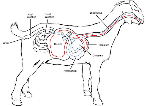 Ruminant animals, such as goats and cows, have four stomachs. The first two stomachs, the rumen and the reticulum, contain prokaryotes and protists that are able to digest cellulose fiber. The ruminant regurgitates cud from the reticulum, chews it, and swallows it into a third stomach, the omasum, which removes water. The cud then passes onto the fourth stomach, the abomasum, where it is digested by enzymes produced by the ruminant.