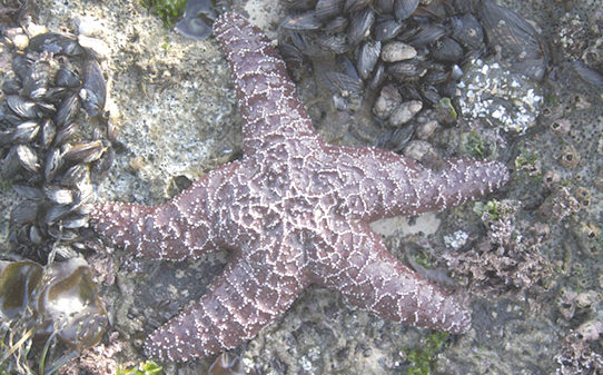 Photo shows a reddish-brown sea star.