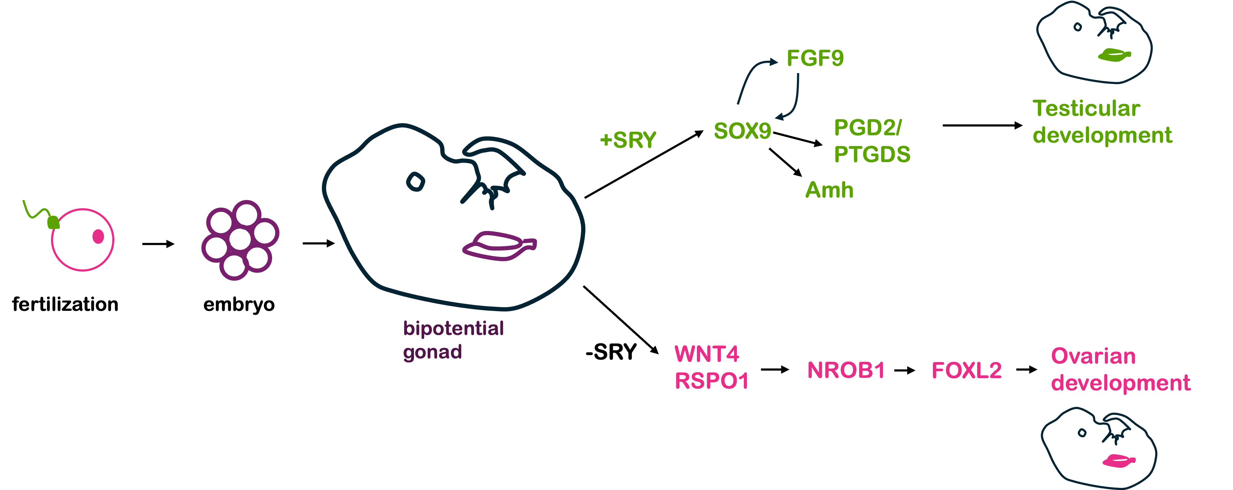 Diagram of genes involved in sex differentiation during embryonic development. After fertilization, the developing embryo contains a bipotential gonad, that is, embryonic tissue that can develop into either a testis or an ovary. In embryos with the SRY gene, the SRY gene activates Sox9 gene, which in turn activates FGF9, PGD2/PTGDS and Amh, among others, and this leads to testicular development. In the absence of SRY, the genes WNT4 and RSPO1 activate FOXL2 and other genes, and this leads to ovarian development. Note that while SRY is located on the Y-chromosome, all other genes in these potential pathways are autosomal genes.