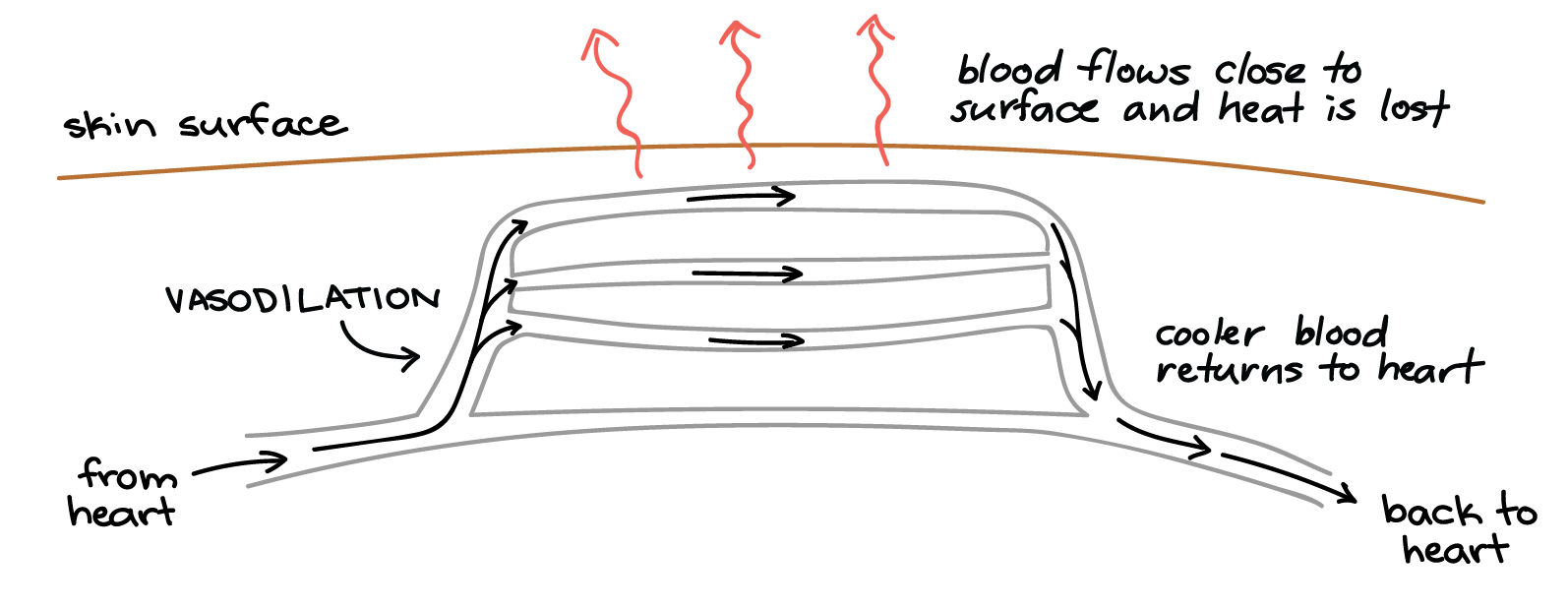 A bed of capillaries near the surface of the skin is fed by a blood vessel that can be vasoconstricted—narrowed—or vasodilated—expanded—to control flow of blood through the capillaries. When it is hot, this blood vessel is vasodilated, and the blood coming from the heart enters the capillary bed, avoiding an alternative "shunt" blood vessel that would let it bypass the skin surface. As it travels close to the skin, the blood loses heat to the cooler environment and is thus cooled by the time it exits the capillary bed on its way back to the heart.