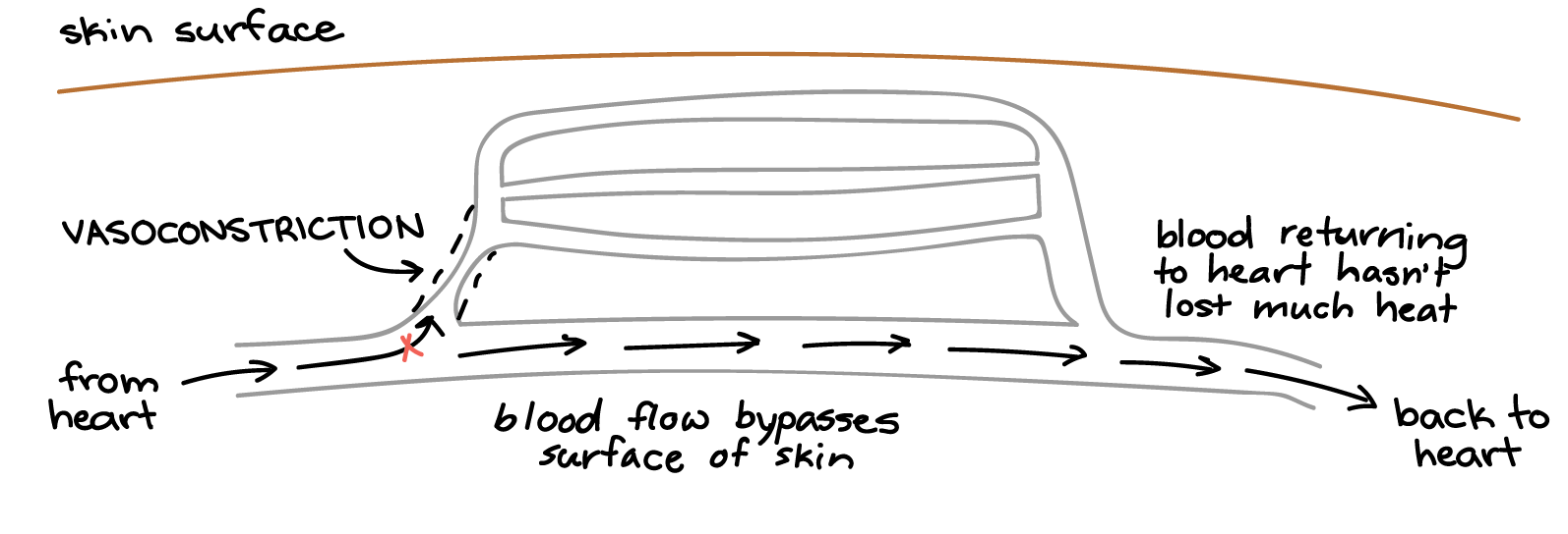 A bed of capillaries near the surface of the skin is fed by a blood vessel that can be vasoconstricted—narrowed—or vasodilated—expanded—to control flow of blood through the capillaries. When it is cold, this blood vessel is vasoconstricted, and the blood coming from the heart does not enter the capillary bed, instead traveling through an alternative "shunt" blood vessel that lets it bypass the skin surface. Thus, the blood returning to the heart has not lost much heat.