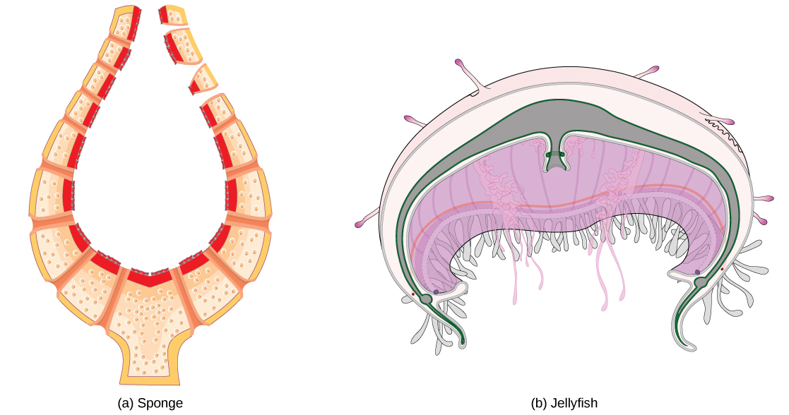 llustration A shows a cross section of a sponge, which has a thin, vase-like body bathed both inside and out by fluid. Illustration B shows a bell-shaped jellyfish.