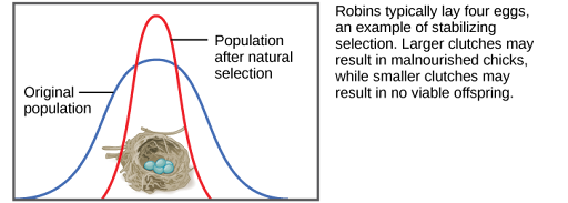 Shows a robin clutch size as an example of stabilizing selection. Robins typically lay four eggs. Larger clutches may result in malnourished chicks, while smaller clutches may result in no viable offspring. A wide bell curve indicates that, in the original population, there was a lot of variability in clutch size. Overlaying this wide bell curve is a narrow one that represents the clutch size after natural selection, which is much less variable