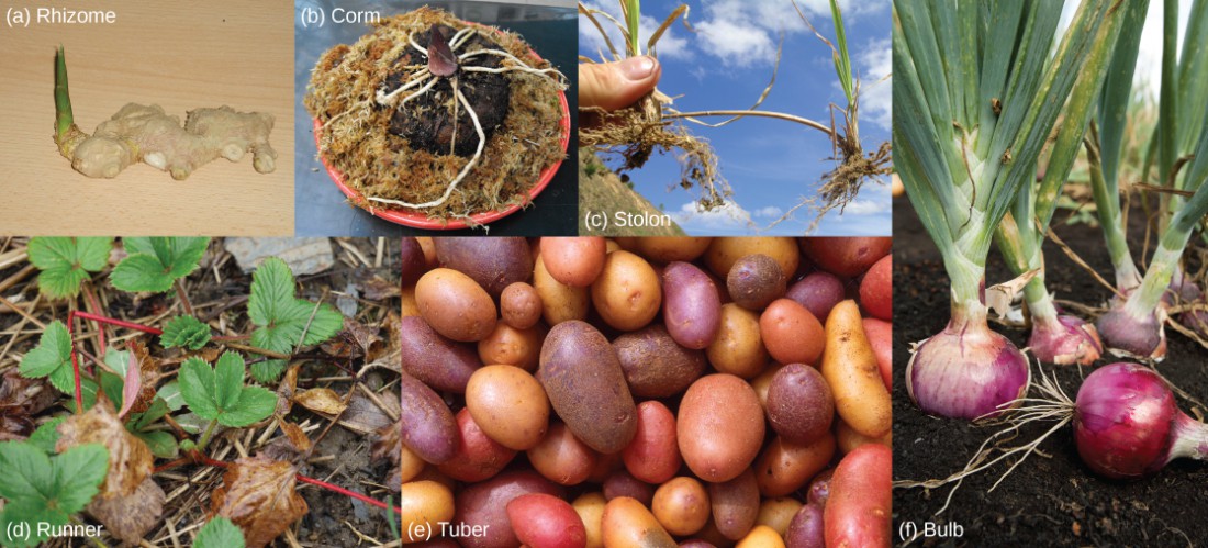 Photos show six types modified stems: (a) Lumpy white ginger rhizomes are connected together. A green shoot projects from one end. (b) The carrion flower corm is conical-shaped, with white roots spreading from the bottom of the cone, just above the dirt. (c) Two grass plants are connected by a thick, brown stem. (d) Strawberry plants are connected together by a red runner. (e) The part of the potato plant that humans consume is a tuber. (f) The part of the onion plant that humans consume is a bulb.