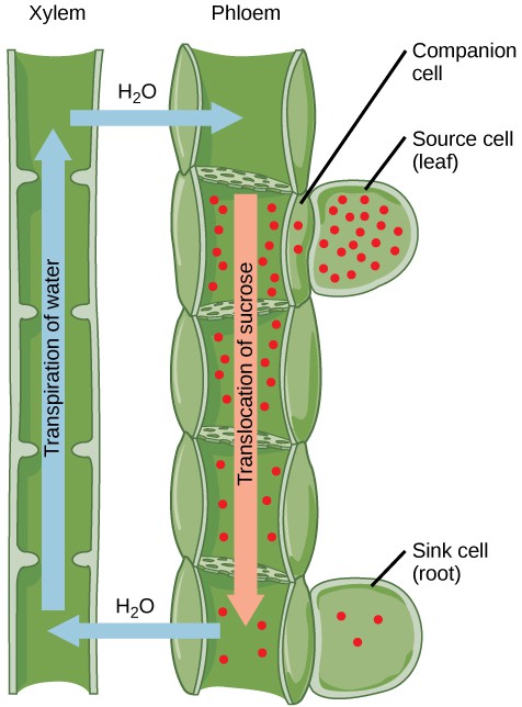 Illustration shows the transpiration of water up the tubes of the xylem from a root sink cell. At the same time, sucrose is translocated down the phloem to the root sink cell from a leaf source cell. The sucrose concentration is high in the source cell, and gradually decreases from the source to the root.