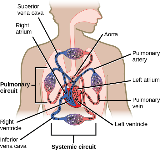 Illustration shows blood circulation through the mammalian systemic and pulmonary circuits. Blood enters the left atrium, the upper left chamber of the heart, through veins of the systemic circuit. The major vein that feeds the heart from the upper body is the superior vena cava, and the major vein that feeds the heart from the lower body is the inferior vena cava. From the left atrium blood travels down to the left ventricle, then up to the pulmonary artery. From the pulmonary artery blood enters capillaries of the lung. Blood is then collected by the pulmonary vein, and re-enters the heart through the upper left chamber of the heart, the left atrium. Blood travels down to the left ventricle, then re-enters the systemic circuit through the aorta, which exits through the top of the heart. Blood enters tissues of the body through capillaries of the systemic circuit.