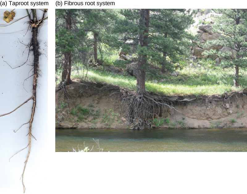 Top photo shows carrots, which are thick tap roots that have thin lateral roots extending from them. Bottom photo shows grasses with a fibrous root system beneath the soil.