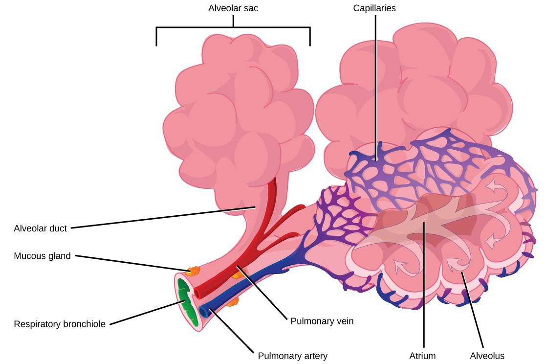 The illustration shows a terminal bronchial tube branching into three alveolar ducts. At the end of each duct is an alveolar sac made up of 20 to 30 alveoli clustered together, like grapes. The airspace in the middle of the alveolar sac, called the atrium, is continuous with the air space inside the alveolus so that air can circulate from the atrium to the alveolus. Capillaries surround each alveolus, and this is where gas exchange occurs. A pulmonary artery (shown in blue) runs along the terminal bronchi