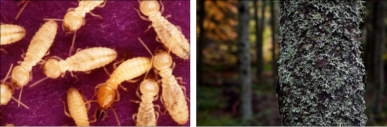 Photo (a) shows yellow termites and photo. Photo (b) shows a tree covered with lichen.