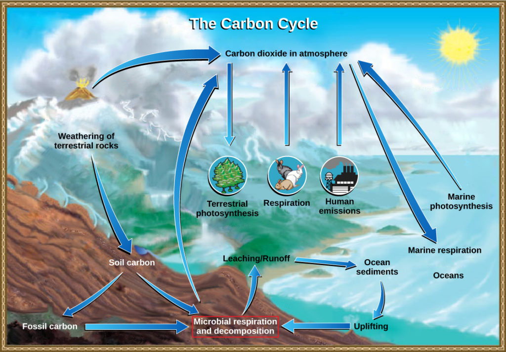 The illustration shows the carbon cycle. Carbon enters the atmosphere as carbon dioxide gas that is released from human emissions, respiration and decomposition, and volcanic emissions. Carbon dioxide is removed from the atmosphere by marine and terrestrial photosynthesis. Carbon from the weathering of rocks becomes soil carbon, which over time can become fossil carbon. Carbon enters the ocean from land via leaching and runoff. Uplifting of ocean sediments can return carbon to land.