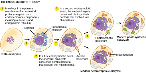 The illustration shows steps that, according to the endosymbiotic theory, gave rise to eukaryotic organisms. In step 1, infoldings in the plasma membrane of an ancestral prokaryote gave rise to endomembrane components, including a nucleus and endoplasmic reticulum. In step 2, the first endosymbiotic event occurred: The ancestral eukaryote consumed aerobic bacteria that evolved into mitochondria. In a second endosymbiotic event, the early eukaryote consumed photosynthetic bacteria that evolved into chloroplasts.