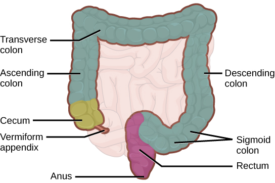 The large intestine reabsorbs water from undigested food and stores waste material until it is eliminated.