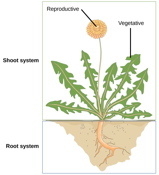 Illustration shows a dandelion plant. The shoot system consists of leaves and a flower on a stem. The root system consists of a single, thick root that branches into smaller roots.