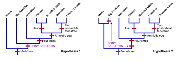 Two hypotheses are shown visually for the relationship between 7 groups of organisms.