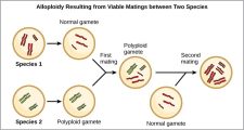 Formation of New Species – Understanding Organisms: An Evolutionary ...