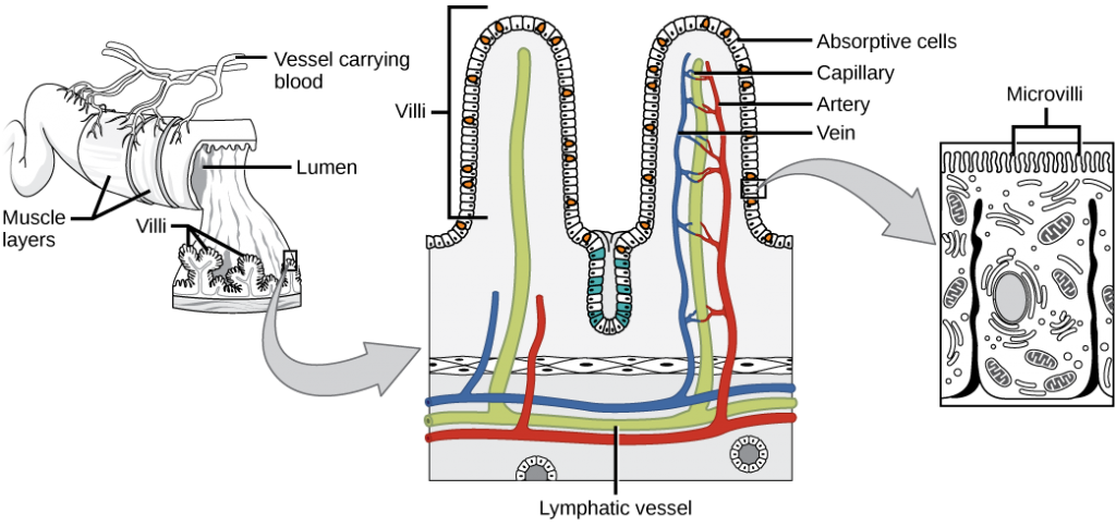 Villi are folds on the small intestine lining that increase the surface area to facilitate the absorption of nutrients.