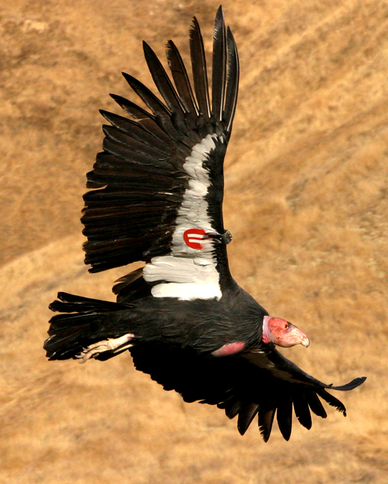 Photo of black and white condor in full flight