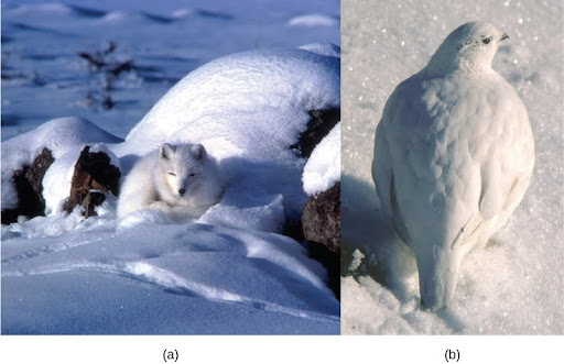 On the left, a white arctic fox sits in the white snow. On the right, a white ptarmigan stands on white snow.