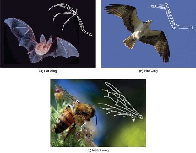 The (c) wing of a honeybee is similar in shape to a (b) bird wing and (a) bat wing, and it serves the same function. However, the honeybee wing is not composed of bones and has a distinctly different structure and embryonic origin. These wing types (insect versus bat and bird) illustrate an analogy—similar structures that do not share an evolutionary history.